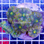 Ricordea Mushroom Rock Indonesia (click for more detail)