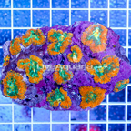 Rhodactis Mushrooms Indonesia (click for more detail)