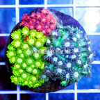 Combo Goniopora Coral Indonesia (click for more detail)