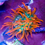Grade A Rose Bubble Tip Anemone (click for more detail)