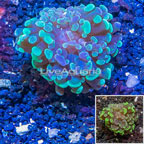 LiveAquaria® Cultured Hammer Coral (click for more detail)