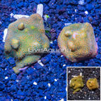 LiveAquaria® Two Pack Cultured Montipora Coral (click for more detail)