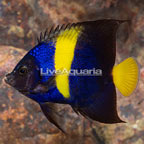 Asfur Angelfish (click for more detail)