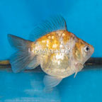 Calico Ryukin Goldfish (click for more detail)