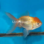 Oranda Goldfish (click for more detail)