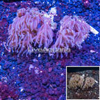 LiveAquaria® Two Pack Cultured Anthelia Coral (click for more detail)