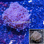LiveAquaria® Cultured Hammer Coral (click for more detail)