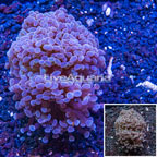 LiveAquaria® Cultured Hammer Coral (click for more detail)