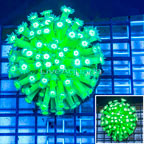 Goniopora Coral Indonesia (click for more detail)