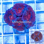 LiveAquaria® Cultured Acan Lord Coral (click for more detail)
