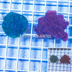 LiveAquaria® Two Pack Cultured Montipora Coral (click for more detail)