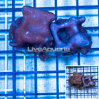 LiveAquaria® Two Pack Cultured Blue Ridge Coral (click for more detail)