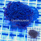 LiveAquaria® Cultured Ultra Hammer Coral (click for more detail)