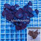 LiveAquaria® Three Pack Cultured Protopalythoa Coral (click for more detail)
