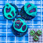 LiveAquaria® Three Pack Cultured Goniastrea Brain Coral (click for more detail)