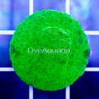 USA Cultured Lime Green Cyphastrea Frag (click for more detail)