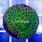 USA Cultured Super Sonic Galaxea Coral (click for more detail)