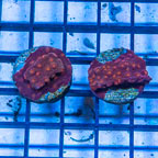 LiveAquaria® Two Pack Cultured Cyphastrea Frag (click for more detail)