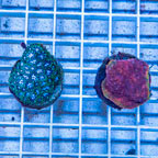 LiveAquaria® Two Pack Cultured Echinophyllia aspera and Leptastrea Coral (click for more detail)