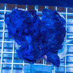 LiveAquaria® XL Cultured Photosynthetic Plating Blue Sponge (click for more detail)
