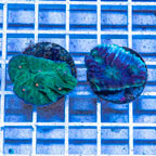 LiveAquaria® Two Pack Cultured Ultra Chalice Coral (click for more detail)