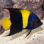 Asfur Angelfish (click for more detail)