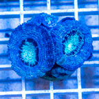 LiveAquaria® Cultured Acan Lord Coral (click for more detail)