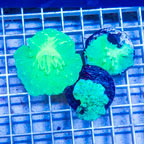 LiveAquaria® Three Pack Cultured Green Cabbage Leather Coral (click for more detail)