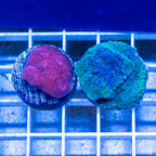 LiveAquaria® Two Pack Cultured Montipora and Ultra Chalice Coral (click for more detail)