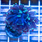 LiveAquaria® Cultured Ultra Hammer Coral (click for more detail)