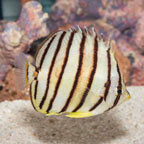 Eight-banded Butterflyfish (click for more detail)