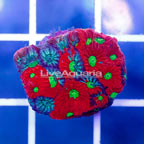 USA Cultured War Coral (click for more detail)