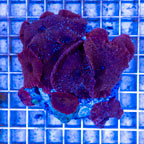 Actinodiscus Mushrooms Indonesia (click for more detail)