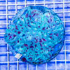 Goniastrea Brain Coral Indonesia (click for more detail)