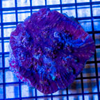 Ultra Chalice Coral Indonesia (click for more detail)