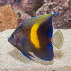 Maculosus Angelfish (click for more detail)