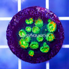 USA Cultured Ultra Cyphastrea Frag (click for more detail)