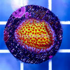 USA Cultured USA Cultured Burning Banana Stylocoeniella Coral (click for more detail)