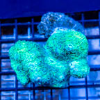 Hydnophora Coral Tonga (click for more detail)