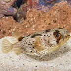 Porcupine Puffer (click for more detail)