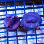 LiveAquaria® Two Pack Cultured Blue Ridge Coral (click for more detail)