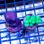 LiveAquaria® Two Pack Cultured Blue Ridge Coral and Cauliflower Coral (click for more detail)