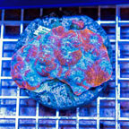 Ultra Chalice Coral Indonesia (click for more detail)