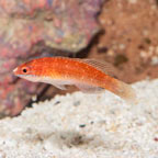 Red Fin Fairy Wrasse (click for more detail)