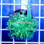 USA Cultured Green Goniopora Coral (click for more detail)