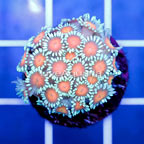 USA Cultured Ultra Goniopora Coral (click for more detail)