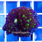 USA Cultured Ultra Ricordea Mushroom (click for more detail)