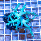 Sinularia Leather Coral Vietnam (click for more detail)