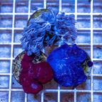 LiveAquaria® Three Pack Cultured Pom Pom Xenia and Photosynthetic Plating Sponges (click for more detail)