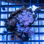 Xenia Coral Indonesia (click for more detail)